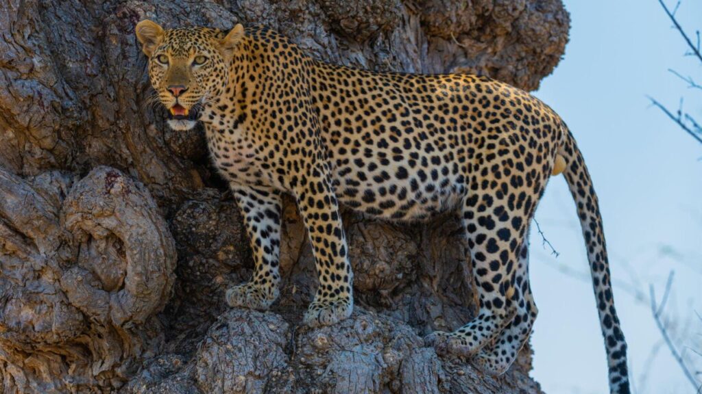 Ultimate 5-Day Serengeti Safari and Ngorongoro Crater Quest