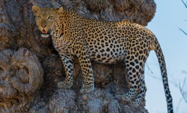 Ultimate 5-Day Serengeti Safari and Ngorongoro Crater Quest