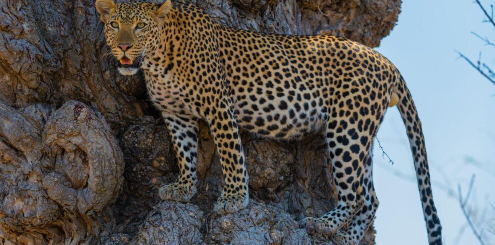 Ultimate 5-Day Serengeti Safari and Ngorongoro Crater Quest