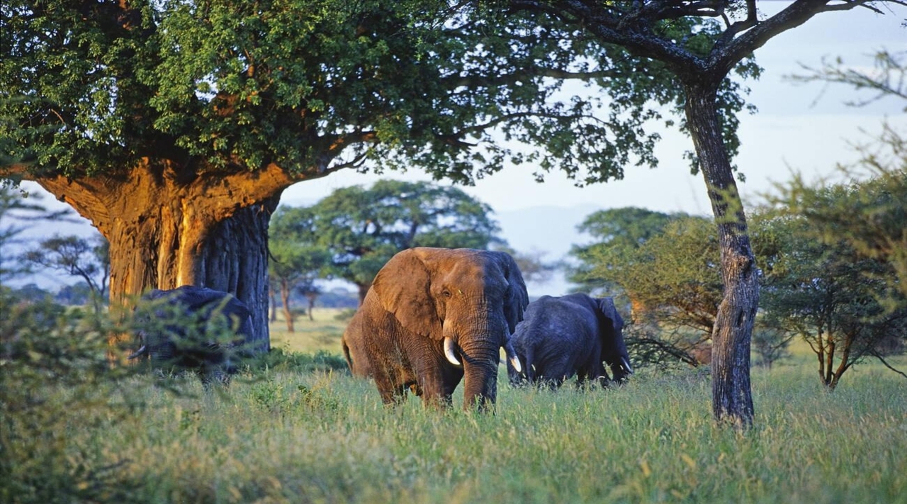 Tarangire National Park