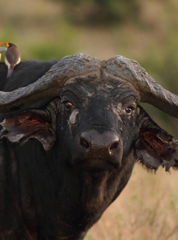 7-Day Ultimate Tanzania Tour and Safaris Adventure