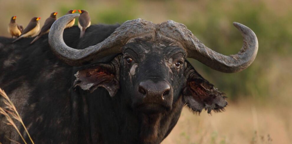 7-Day Ultimate Tanzania Tour and Safaris Adventure