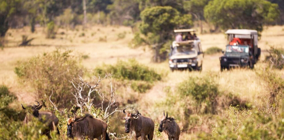 safari tour tanzania