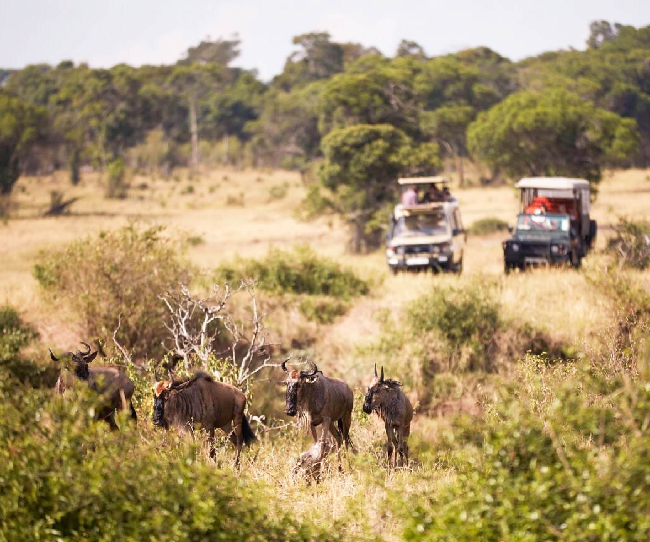 safari tour tanzania