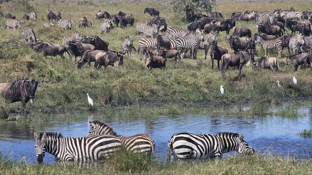 Serengeti national park 